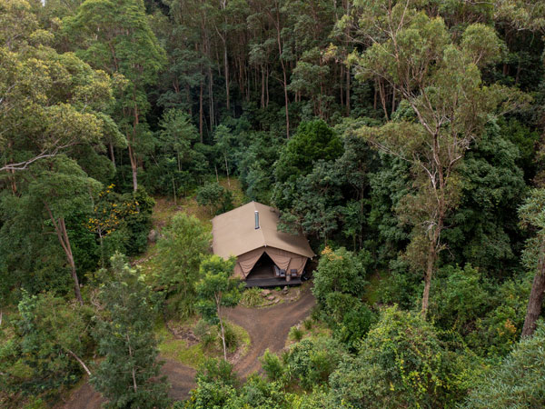 a glamping tent in the middle of a forest at Nightfall, Lamington National Park