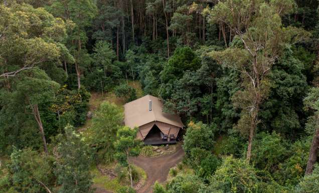 a glamping tent in the middle of a forest at Nightfall, Lamington National Park