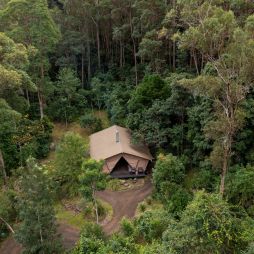 a glamping tent in the middle of a forest at Nightfall, Lamington National Park