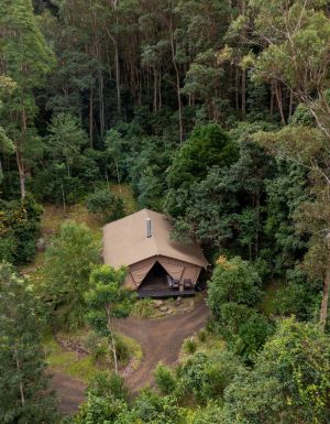a glamping tent in the middle of a forest at Nightfall, Lamington National Park