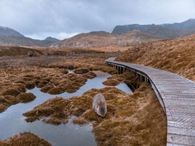 Overland Track