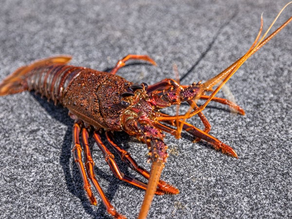 a rock lobster in Geraldton, WA