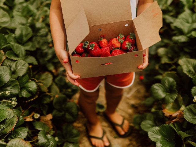 strawberries at Beerenberg Farm, Adelaide
