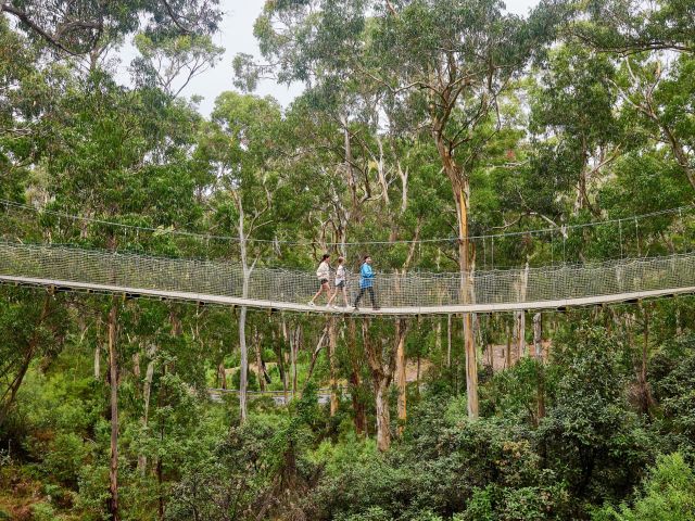 a hanging bridge at Live Wire Park
