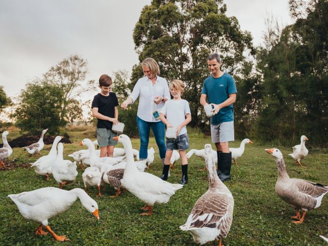 a family feeding geese at Purple Pear Farm, Anambah