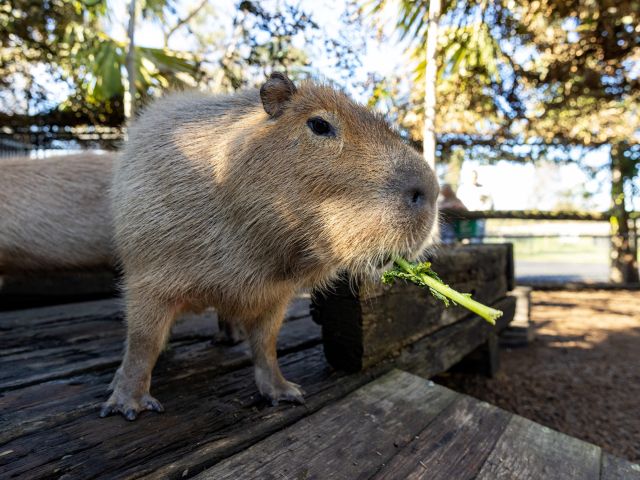 a Capybara at Hunter Valley Wildlife Park