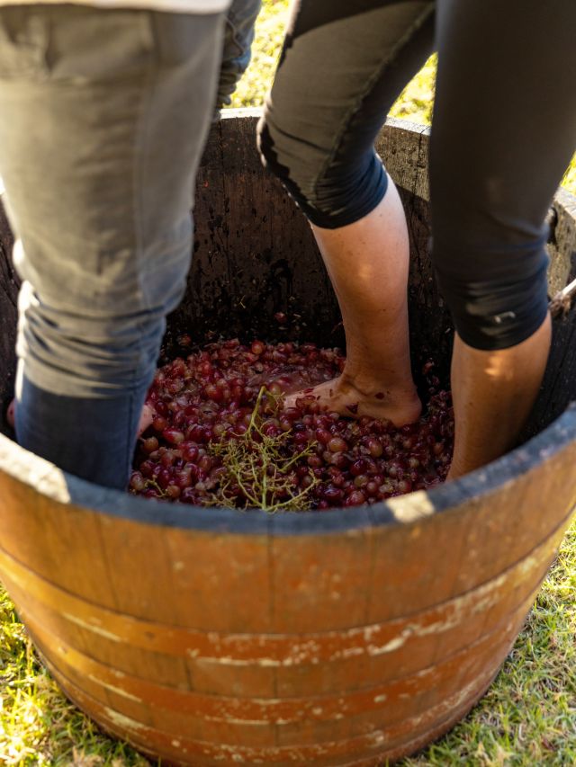 crushing grapes in wine barrels, Hunter Valley