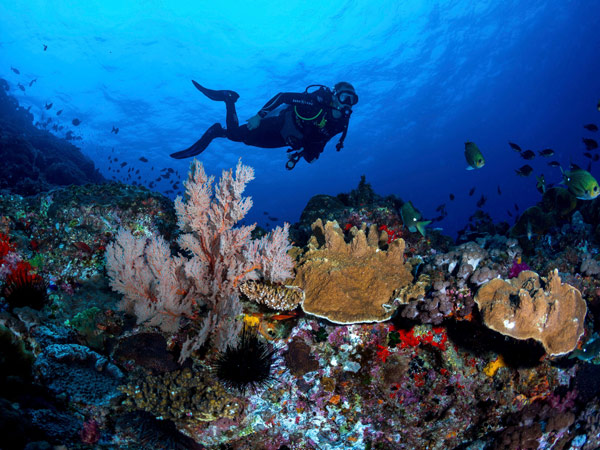 scuba diving beneath Lord Howe Island