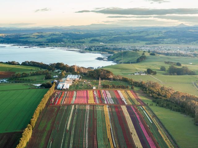 Table Cape Tulip Farm in Wynyard, Tasmania