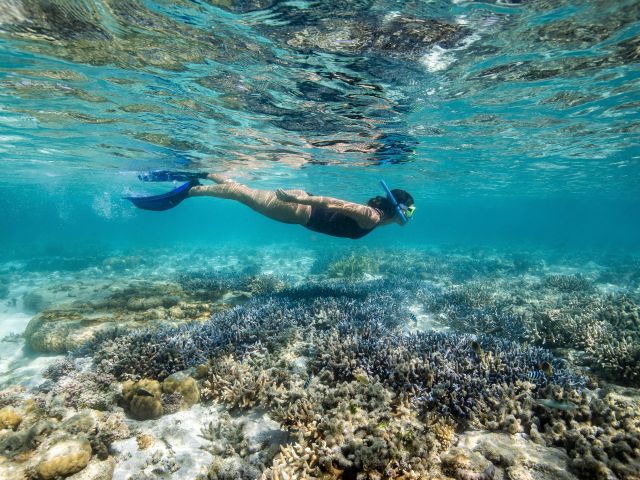 Snorkel Great Barrier Reef