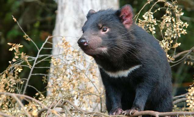 A Tasmanian Devil standing in bushland