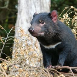 A Tasmanian Devil standing in bushland