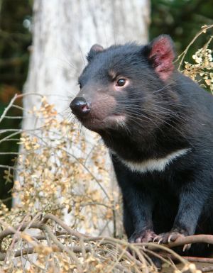 A Tasmanian Devil standing in bushland