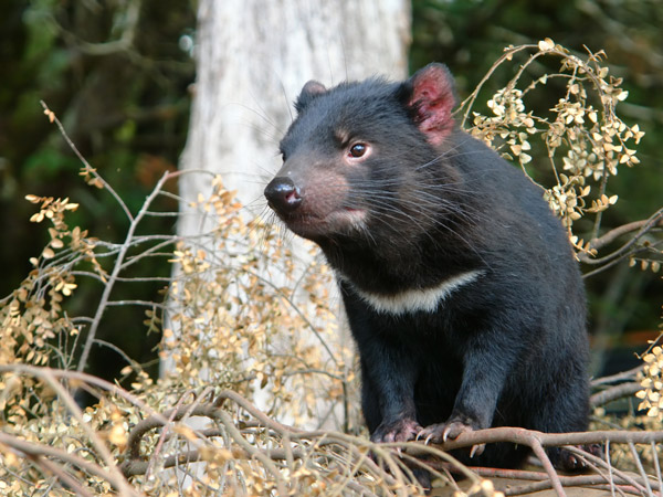 a Tasmanian devil in Hobart