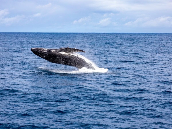 a whale gracefully popping out of the water, Brisbane Whale Watching