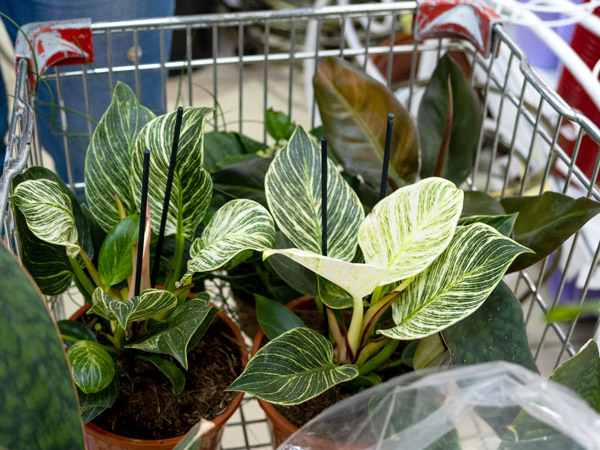 potted plants in a shopping cart