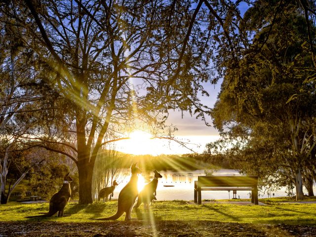 Kangaroos at Weston Park