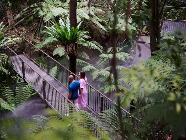 a lush canopy at Australian National Botanic Gardens
