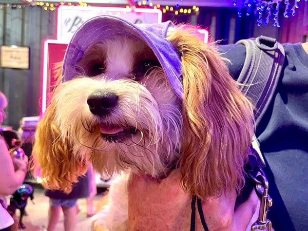 a dog wearing a cap at Eat Street Northshore