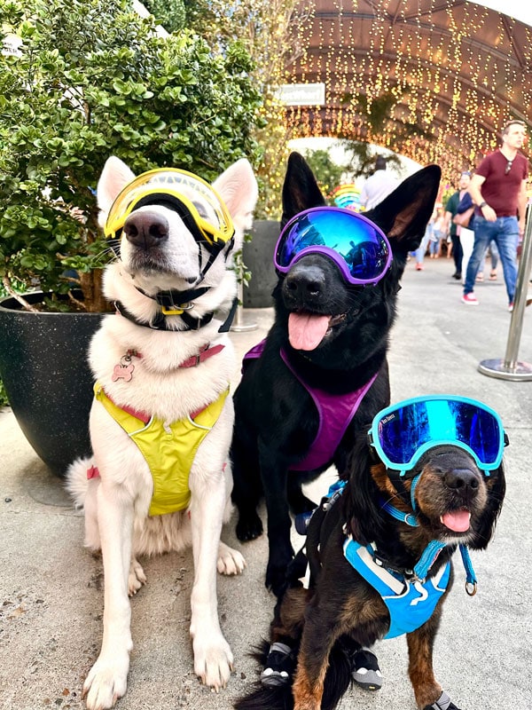 dogs posing for a photo at Eat Street Northshore