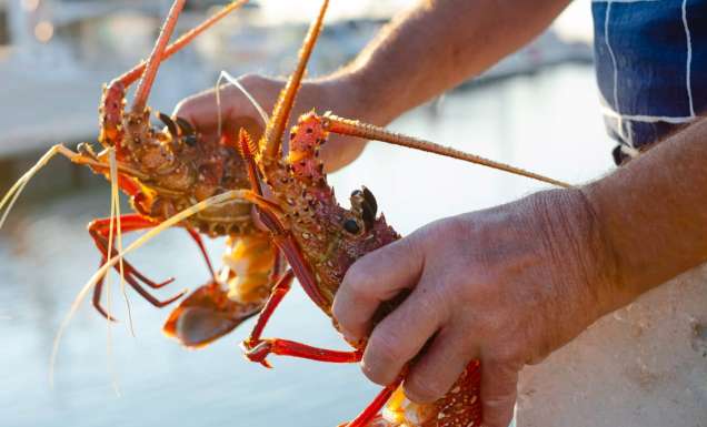 a hand holding a WA lobster