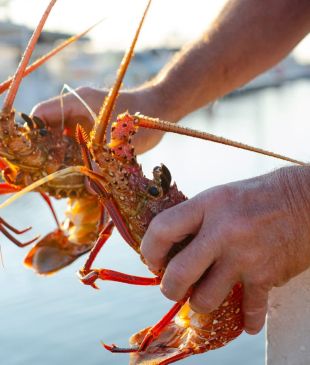 <p><i>Back of Boat sales</i> are booming, but will the <strong>Crayfish Coast</strong> last?</p>
