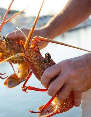 a hand holding a WA lobster