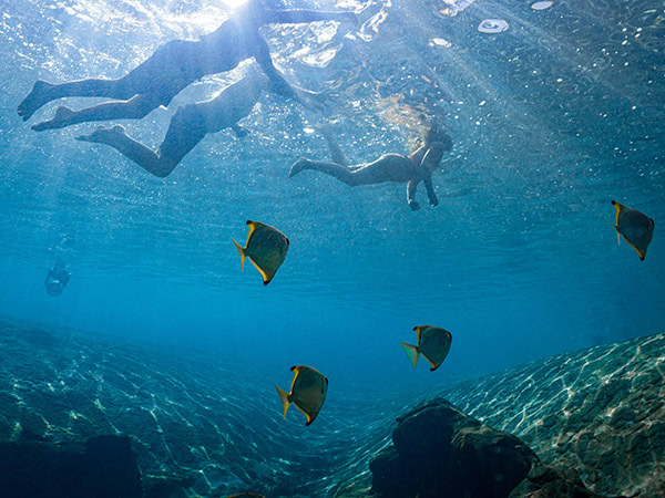 People swimming with the fish at JW Marriott's pool.