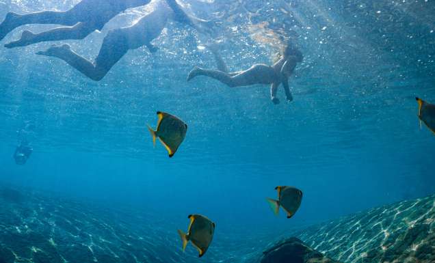People swimming with fish in JW Marriot's pool.