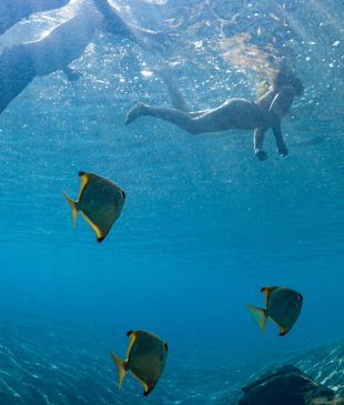 <p><i>Discover</i> the <strong>Gold Coast</strong> pool where you can dive with tropical fish</p>
