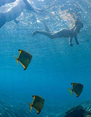 People swimming with fish in JW Marriot's pool.