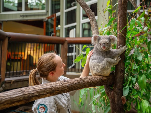 a woman touching a koala at the Daisy Hill Koala Centre