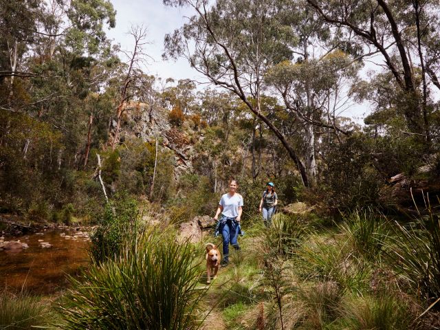 hiking with a dog at Lerderderg State Park