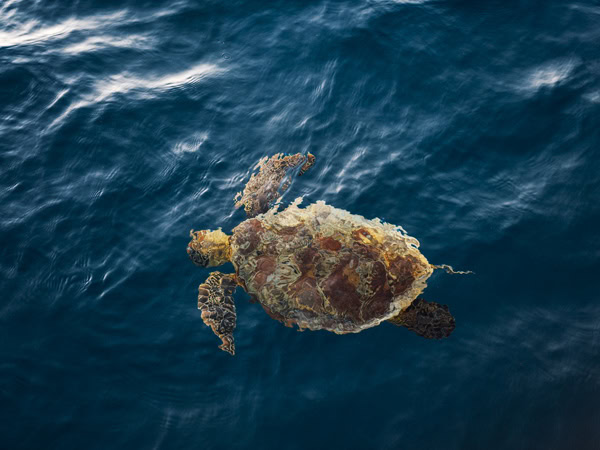 Green sea turtle at Reefworld