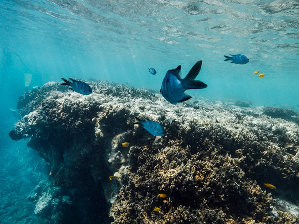 Reefworld MARINE LIFE UNDERWATER