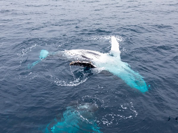a whale swimming in Brisbane waters