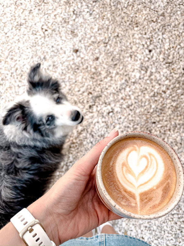 a dog looking at the cup of coffee, Sirens Bayside, Townsville