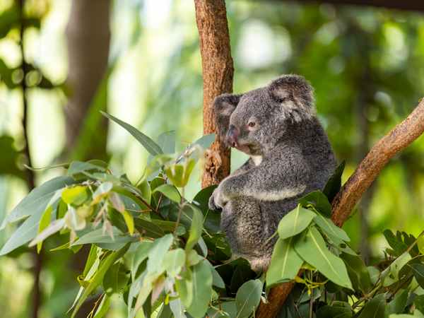 a koala resting on a tree branch at Bungalow Bay Koala Village