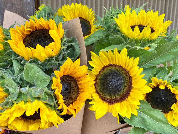 a bunch of sunflowers in a paper bag at Cooly Community Markets