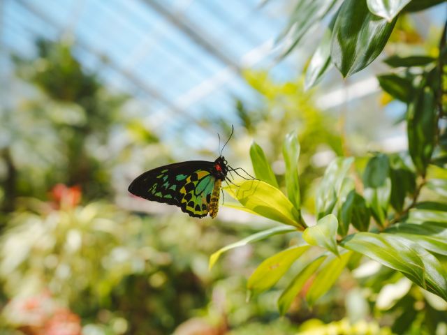 a butterfly at the Australian Butterfly Sanctuary