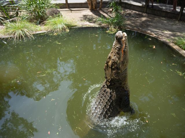 a big croc at Hartley’s Crocodile Adventures