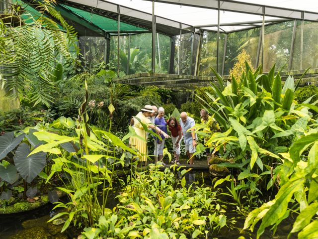 botanical displays in the Cairns Botanic Gardens Conservatory