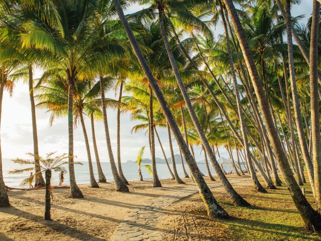 towering palm trees at Alamanda Resort