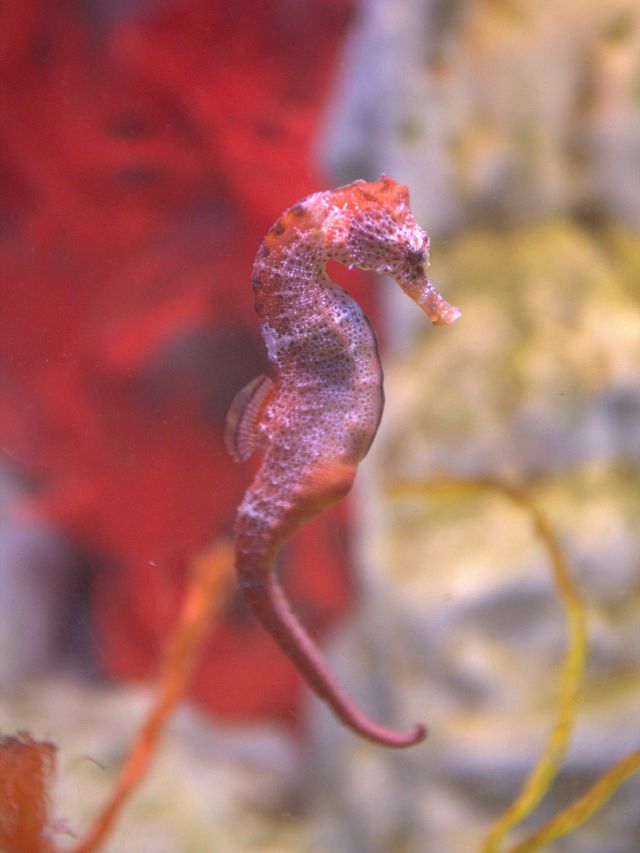 Seahorse World, Tamar Valley