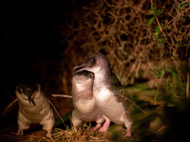Low Head Penguin Tours, Tamar Valley