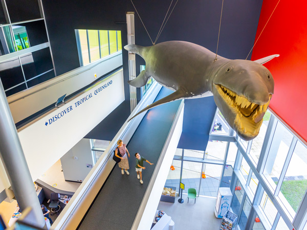 a huge shark display hung above the ceiling at the Museum of Tropical Queensland
