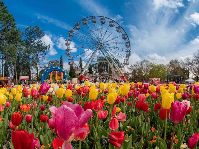 the Floriade annual spring flower festival