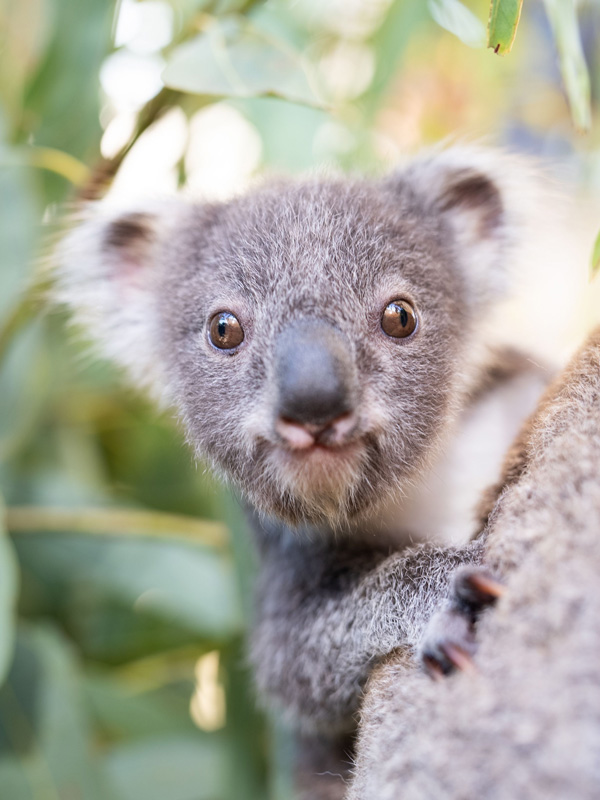 a koala smiling at the camera