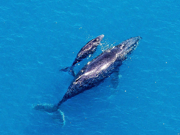 whales swimming at Hamilton Island