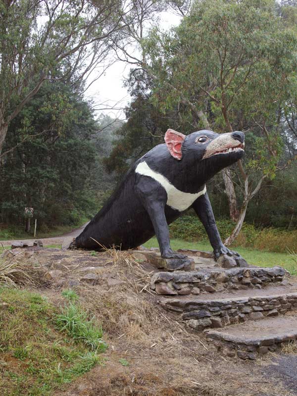The Big Tassie Devil at Trowunna Wildlife Park Sanctuary in Tasmania